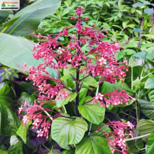 clerodendrum-paniculatum-02