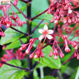 clerodendrum-paniculatum-03