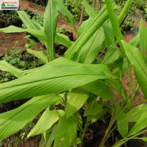 Curcuma aeruginosa