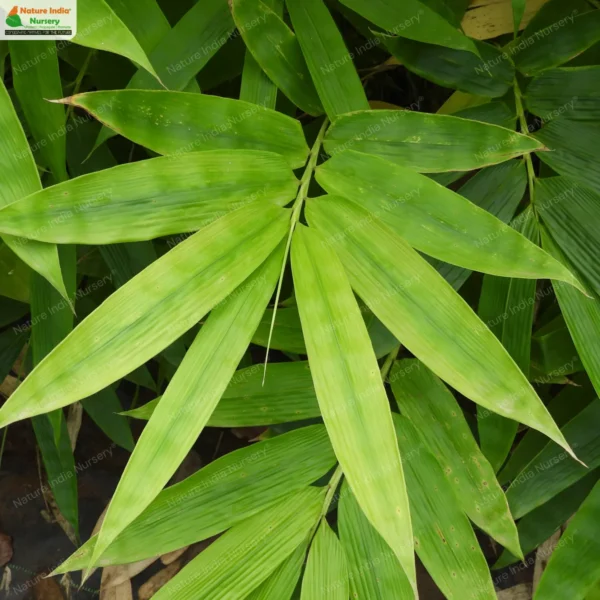 dendrocalamus-longispathus-01