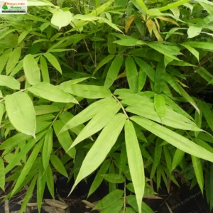 dendrocalamus-longispathus-02