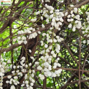 Diploclisia glaucescens