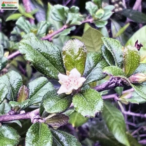 Ehretia microphylla