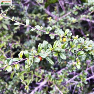 ehretia-microphylla-02