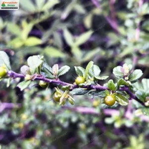 ehretia-microphylla-03