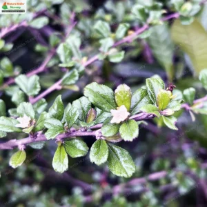 ehretia-microphylla-04
