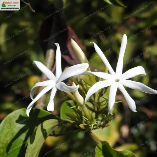 jasminum-arborescens-01