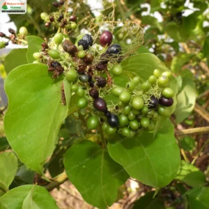 jasminum-arborescens-02