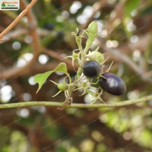 jasminum-arborescens-03
