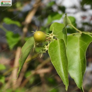 jasminum-arborescens-04