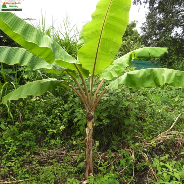 musa-acuminata-01
