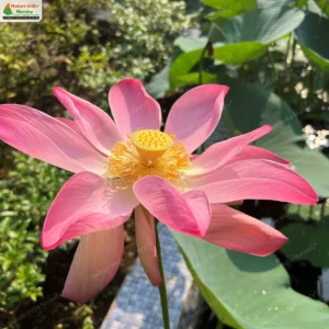 Nelumbo Nucifera