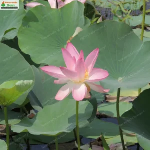 nelumbo-nucifera-02
