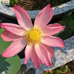 nelumbo-nucifera-06