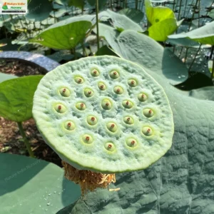 nelumbo-nucifera-07