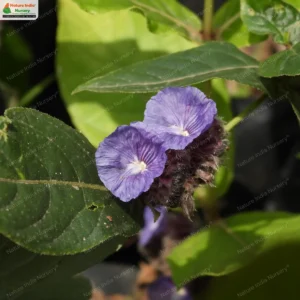 Neuracanthus sphaerostachyus