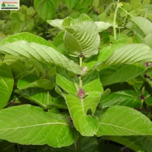 neuracanthus-sphaerostachyus-03