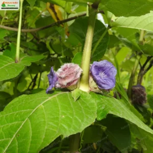 neuracanthus-sphaerostachyus-04