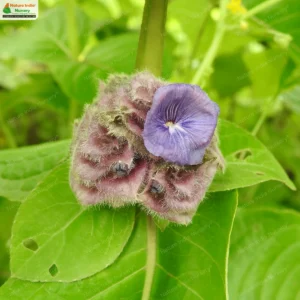 neuracanthus-sphaerostachyus-05