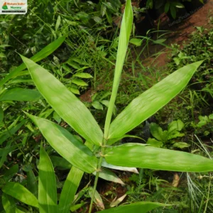 Ochlandra travancorica