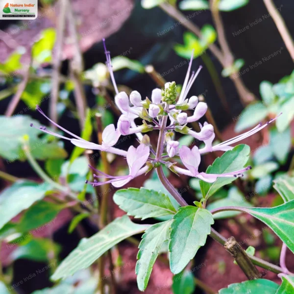 orthosiphon-aristatus-01