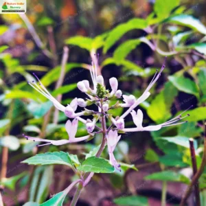 orthosiphon-aristatus-03
