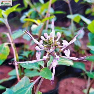 orthosiphon-aristatus-04
