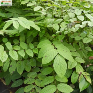 Pajanelia longifolia