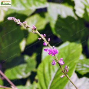 Pleurolobus gangeticus
