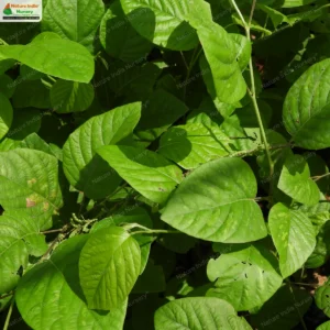 pleurolobus-gangeticus-02