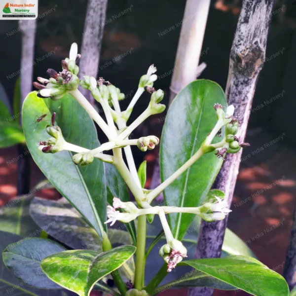 psychotria-dalzellii-01
