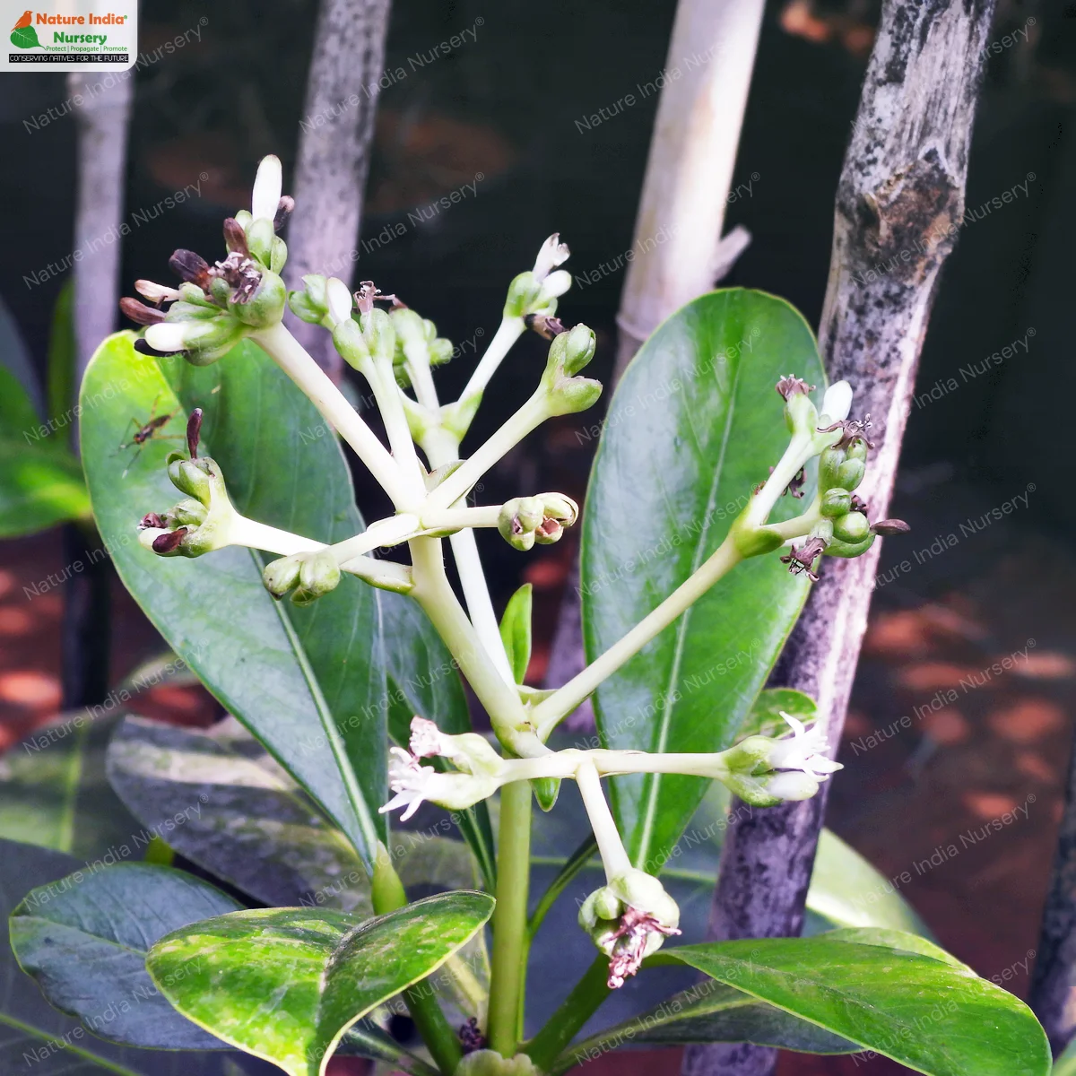 Psychotria dalzellii