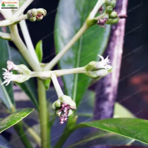 psychotria-dalzellii-02
