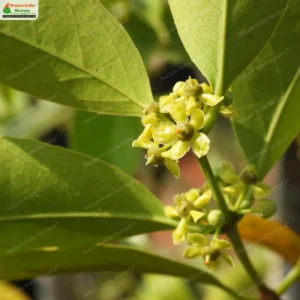 Salacia chinensis