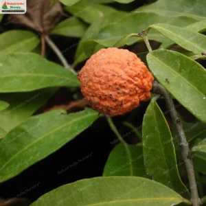 Salacia macrosperma