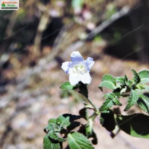 Strobilanthes ixiocephala
