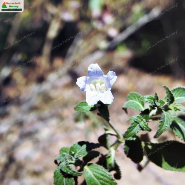 strobilanthes-ixiocephala-01