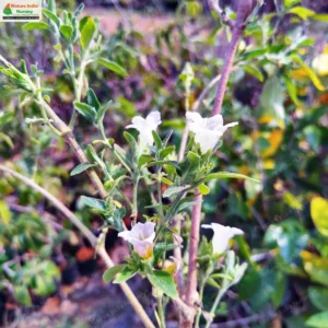 strobilanthes-ixiocephala-04