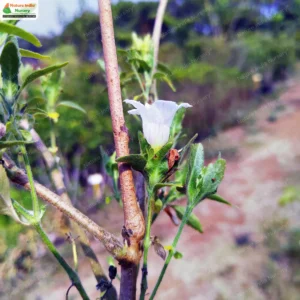 strobilanthes-ixiocephala-05