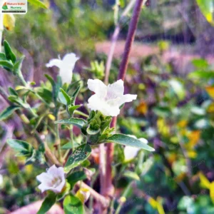 strobilanthes-ixiocephala-06