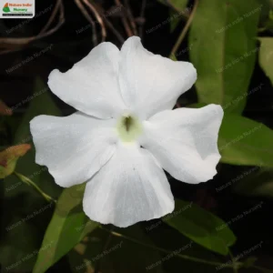 Thunbergia laevis