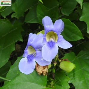 Thunbergia laurifolia