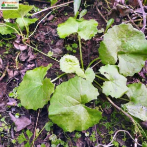 Centella asiatica