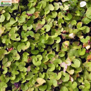 centella-asiatica-02