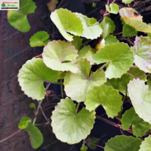 centella-asiatica-04