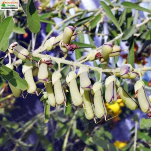 crotalaria-retusa-20