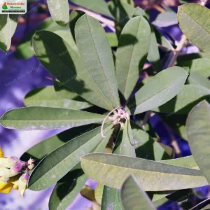 crotalaria-retusa-21