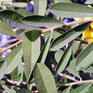 crotalaria-retusa-22