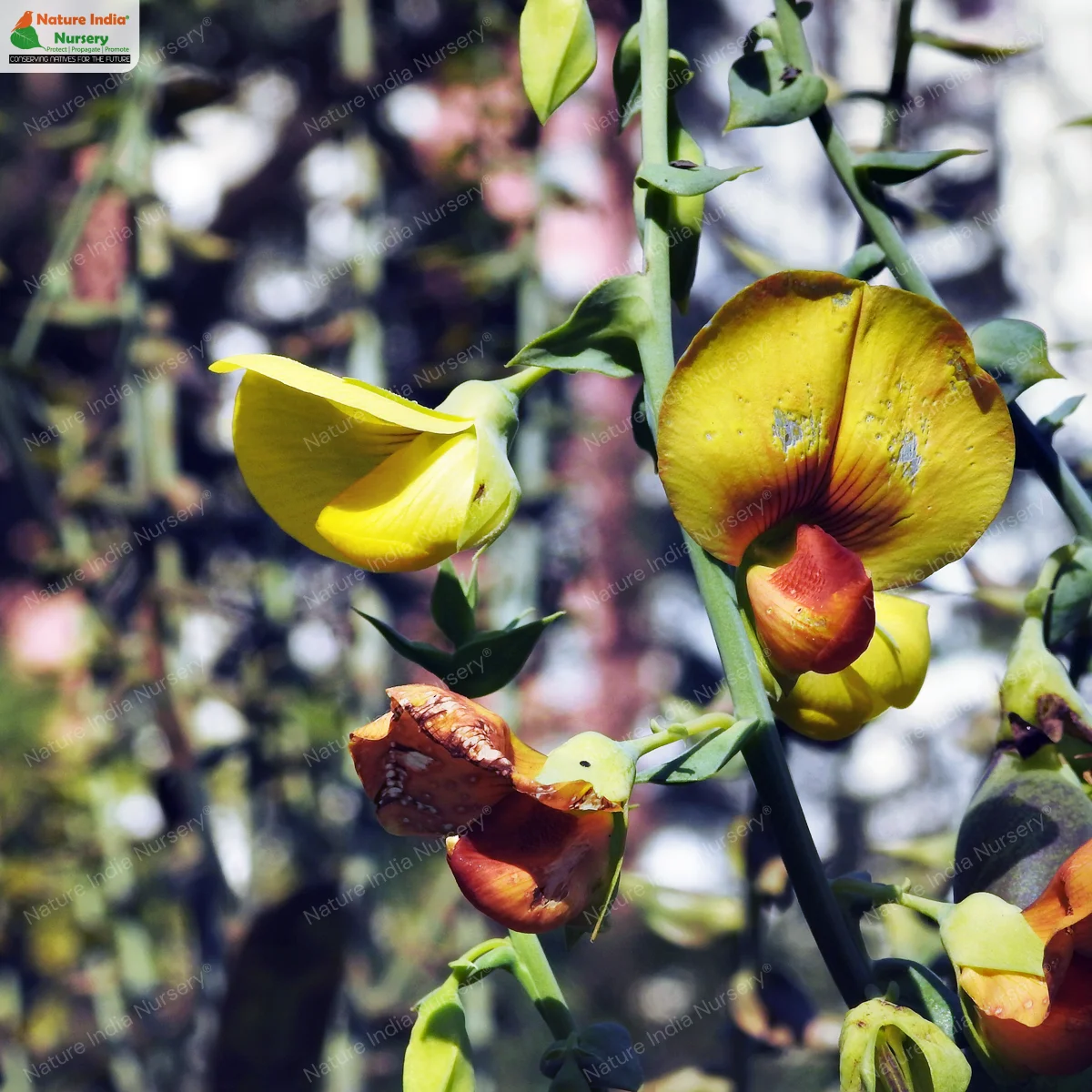 Crotalaria retusa