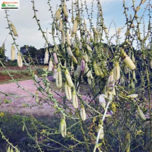 crotalaria-spectabilis-01